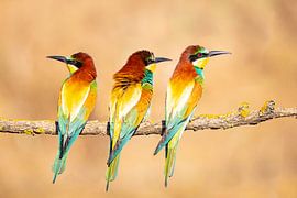 Guêpier, Merops apiaster