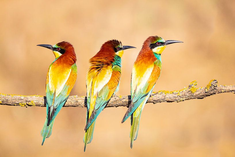 Bee-eater, Merops apiaster by Gert Hilbink