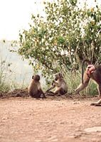 Singe philosophant sur la vie