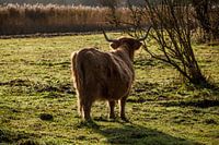 Highland cattle