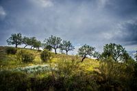 Orchard in the light on a hill in Andalusia