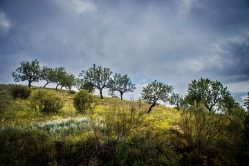 Boomgaard in het licht op een heuvel in Andalusie van Jos van den berg