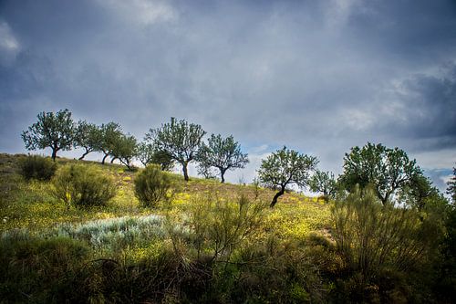 Boomgaard in het licht op een heuvel in Andalusie