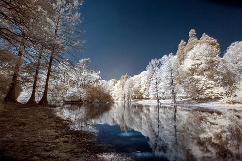 Infrarood Wandebos