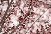 Frühlingsgefühl durch die rosa Blüte am Baum von Jolanda de Jong-Jansen Miniaturansicht