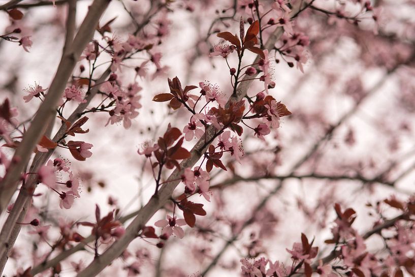 Frühlingsgefühl durch die rosa Blüte am Baum von Jolanda de Jong-Jansen