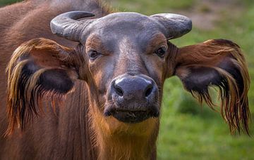 Close-up portret van een imposante rode Bos Buffel rund. van Wildlife Designs