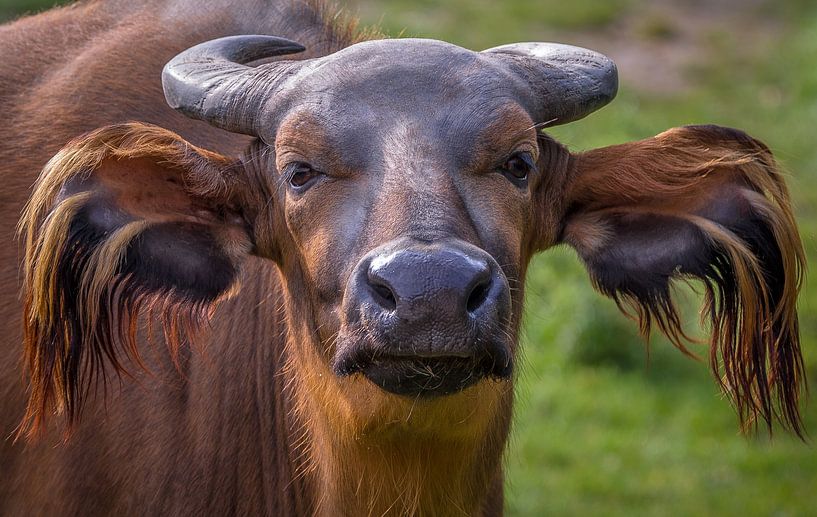 Portrait en gros plan d'un imposant bovin rouge, le buffle des forêts. par Wildlife Designs
