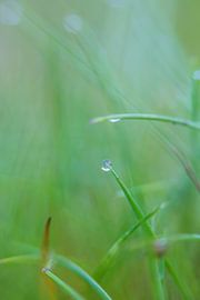 Gras by Robert Wiggers
