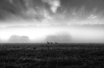 Verzauberte Nebel von Krzysztof Tollas