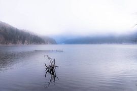 Magnifique vue baignée de lumière sur l'Alpsee en Bavière - Photo du lac dans un paysage hivernal évocateur avec un espace vide