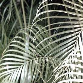 Curaçao - feuilles de palmier sur Rowenda Hulsebos