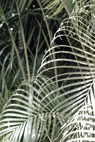 Curacao - palm leaves