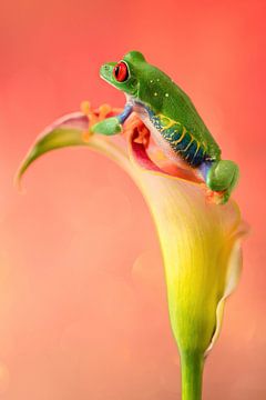 Grenouille lémurienne aux yeux rouges sur Danielle van Doorn