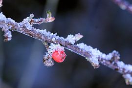 Berry on branch with snow by Bram van den Berg