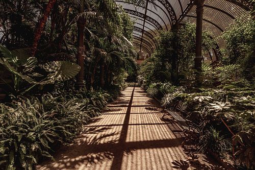 Jungle de lumière
