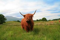 Schottisches Hochlandrind (Highlander)
