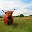 Schotse Hooglanders