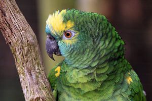 Groene papegaai