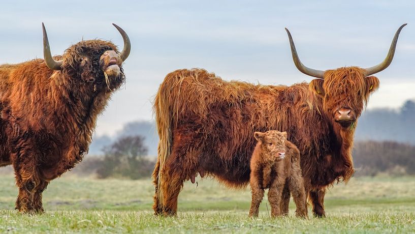 Pa, ma en de kleine - Schotse hooglanders in nederland van Dirk van Egmond