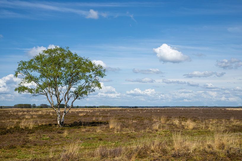 Paysage de lande unique avec arbre isolé en été dans le parc national de Dwingelderveld par Wildlife Designs