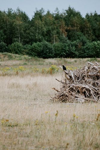 Corbeau assis sur du bois