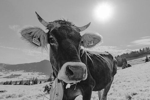 Kuh, Allgäuer Braunvieh