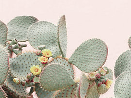 Blooming Cactus by Kathrin Pienaar