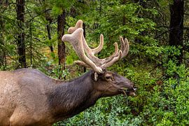 Wapiti herten in de Rocky Mountains van Roland Brack