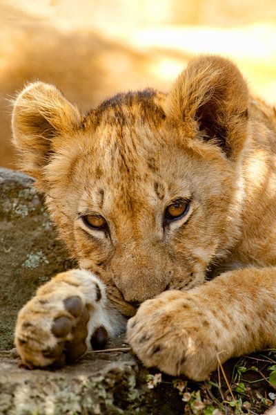 welp van Peter Michel