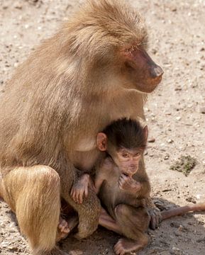 Mantelbaviaan : DierenPark Amersfoort van Loek Lobel