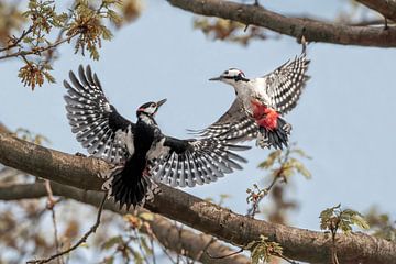 Dance in the Air Great Spotted Woodpeckers in Battle by Femke Ketelaar