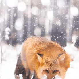 Böser Fuchs von Larsphotografie