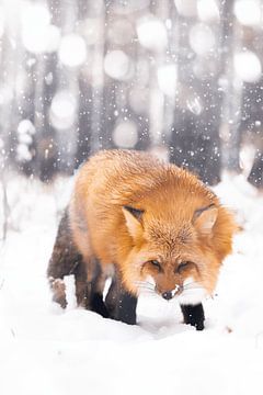 Böser Fuchs von Larsphotografie