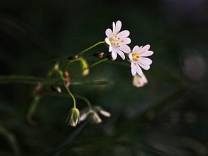Hornblume