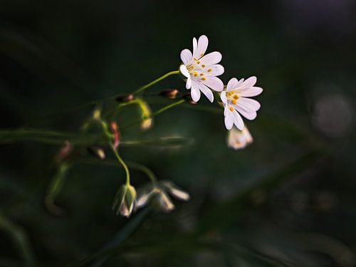 Hornblume von Rob Boon