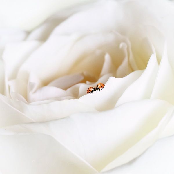 All you need is love by Erwin Bak