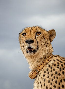 cheetah namibie van inge drenth