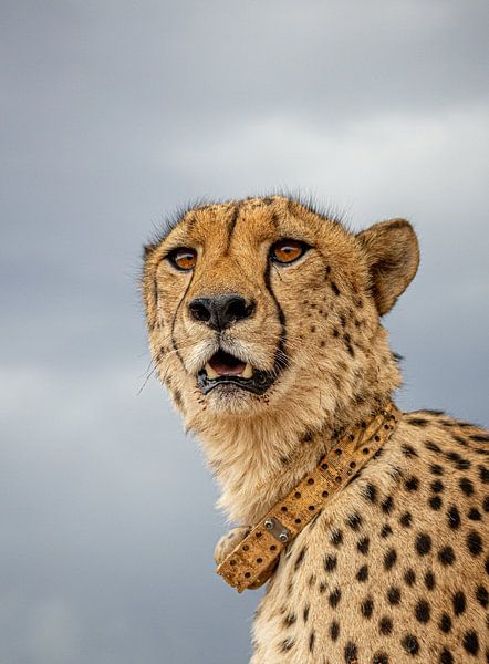 cheetah namibia by Idphotography