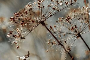 Schöne Blüten sind nicht hässlich...  Wilde Karotte in grauer Umgebung von KB Design & Photography (Karen Brouwer)