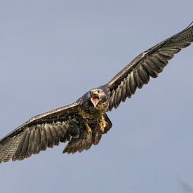 Chili arend van Marieke Deinum