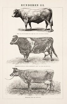Vintage engraving Cattle III by Studio Wunderkammer
