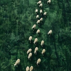 Wandelende schapen van Treechild