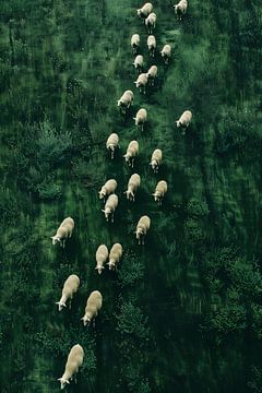 Wandering Sheeps by Treechild