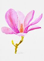 Magnolia Bloesem