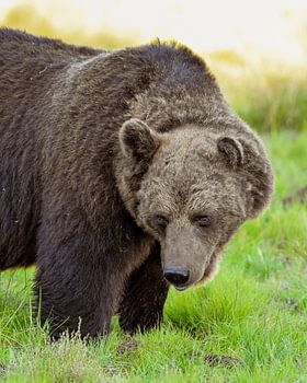 Wilder Braunbär im finnischen Sommergras