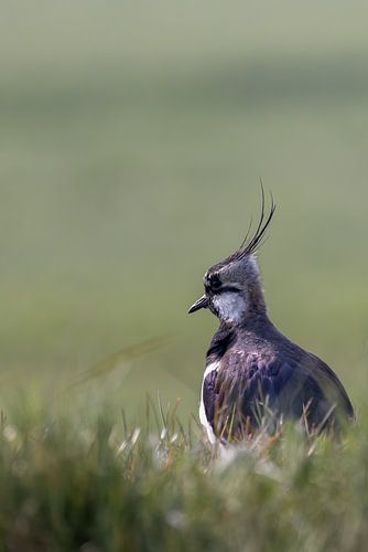 Kiebitz mit grünem Hintergrund