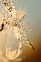Pusteblume mit Tröpfchen Teil II
