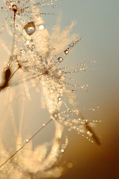 Paardenbloem druppels deel II van Naturdetail Fotografie