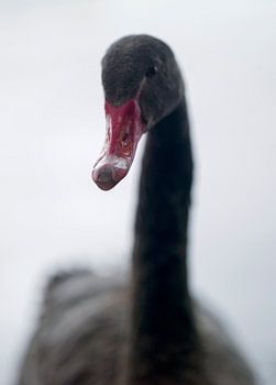 Ein schwarzer Höckerschwan Schwan Vogel (Anatidae) mit rotem Schnabel schaut in die Kamera